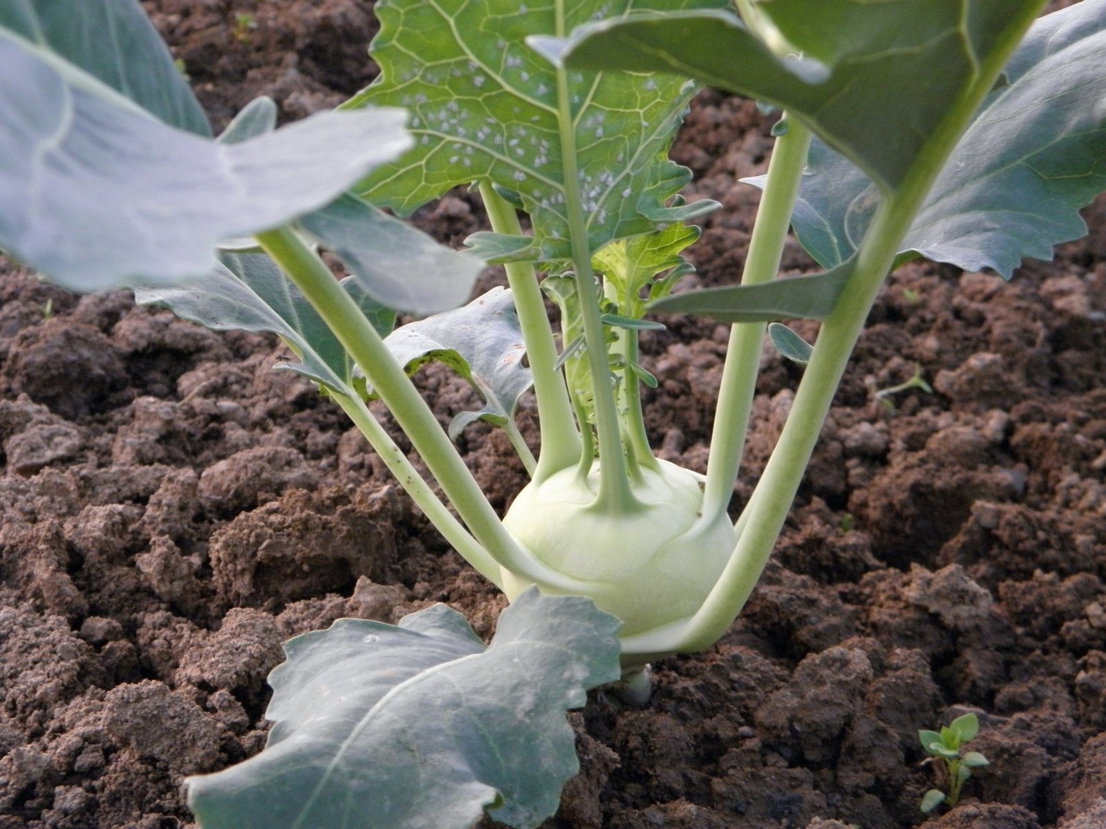 kohlrabi-176849_1920